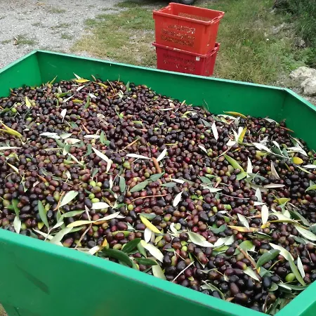 Il Giardino Degli Ulivi 3*