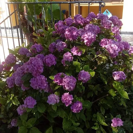 Bed & Breakfast Il Giardino Degli Ulivi 3*