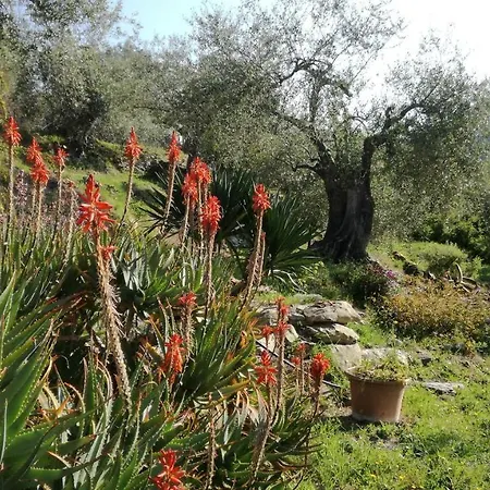 Il Giardino Degli Ulivi Bed & Breakfast Dolceacqua